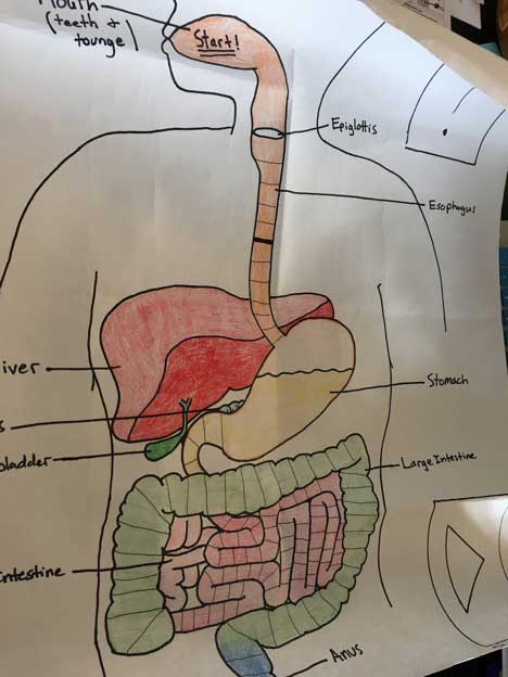 Digestion Activity picture